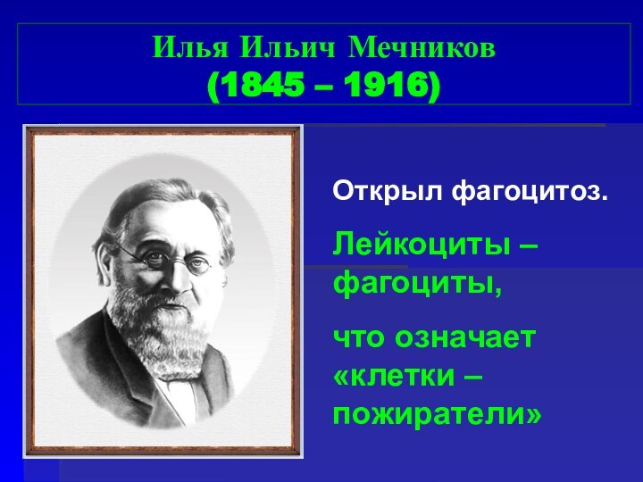 Илья Ильич Мечников  (1845 – 1916)	Открыл фагоцитоз.Лейкоциты – фагоциты,что означает «клетки – пожиратели»