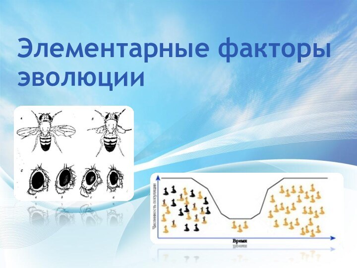 Элементарные факторы эволюции