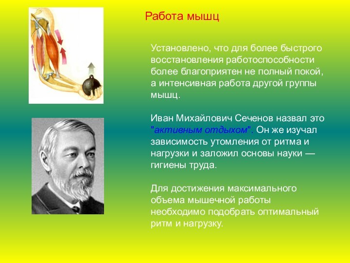 Установлено, что для более быстрого восстановления работоспособности более благоприятен не полный покой,