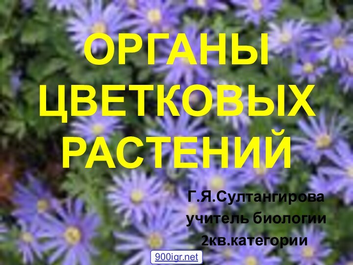 ОРГАНЫ ЦВЕТКОВЫХ РАСТЕНИЙ Г.Я.Султангирова учитель биологии 2кв.категории