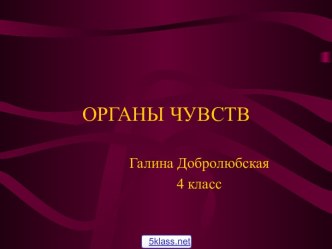 Органы восприятия человека