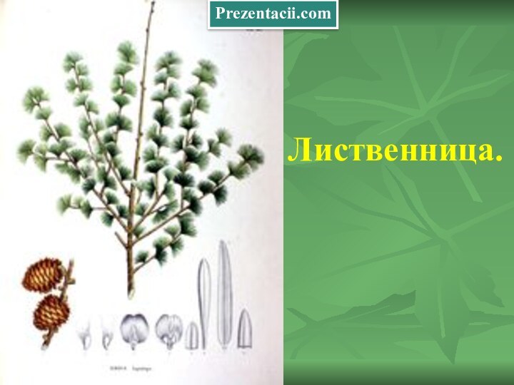 Лиственница.Prezentacii.com