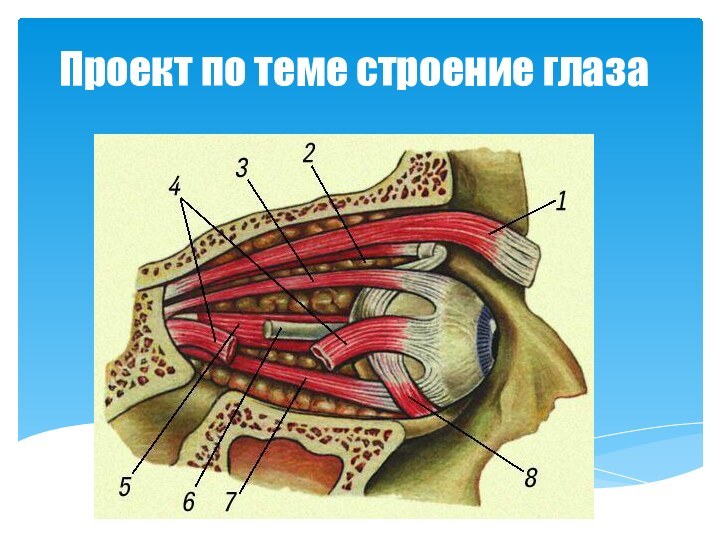 Проект по теме строение глаза