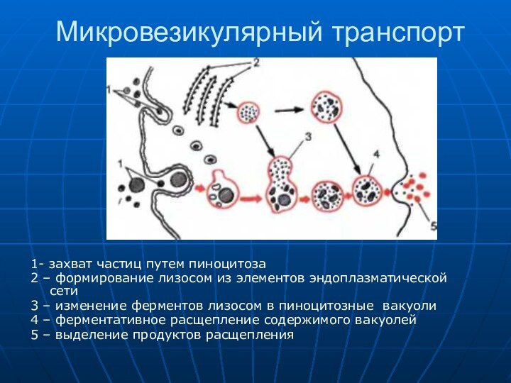 Микровезикулярный транспорт1- захват частиц путем пиноцитоза2 – формирование лизосом из элементов эндоплазматической