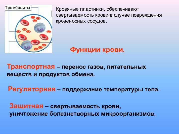 Кровяные пластинки, обеспечивают свертываемость крови в случае повреждения кровеносных сосудов.Функции крови.Транспортная –