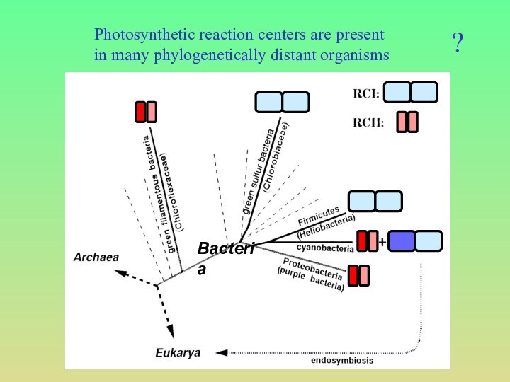 BacteriaPhotosynthetic reaction centers are present in many phylogenetically distant organisms?