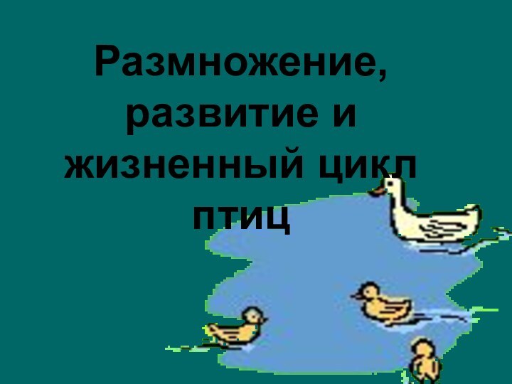 Размножение, развитие и жизненный цикл птиц