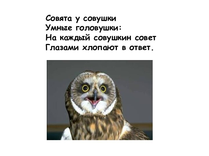 Совята у совушкиУмные головушки:На каждый совушкин советГлазами хлопают в ответ.