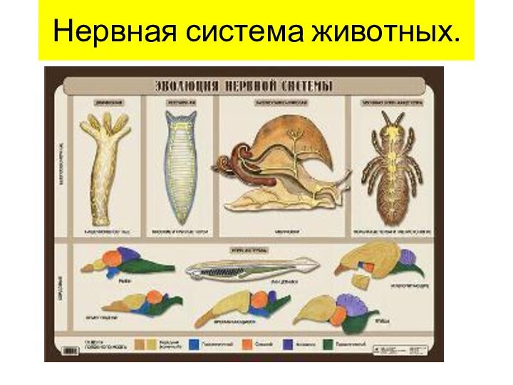 Нервная система животных.