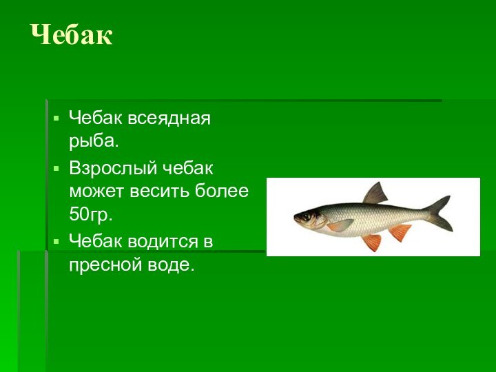 ЧебакЧебак всеядная рыба. Взрослый чебак может весить более 50гр.Чебак водится в пресной воде.