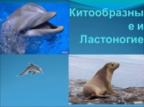 Китообразные и ластоногие