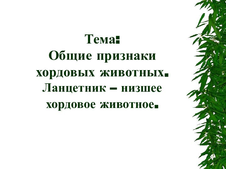 Тема: Общие признаки   хордовых животных.  Ланцетник – низшее