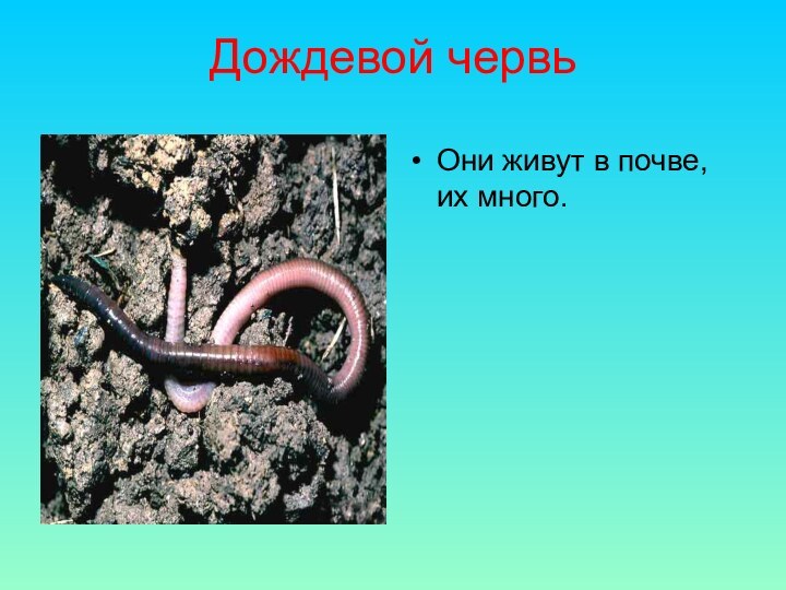 Дождевой червь    Они живут в почве, их много.