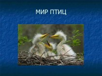 Мир птиц