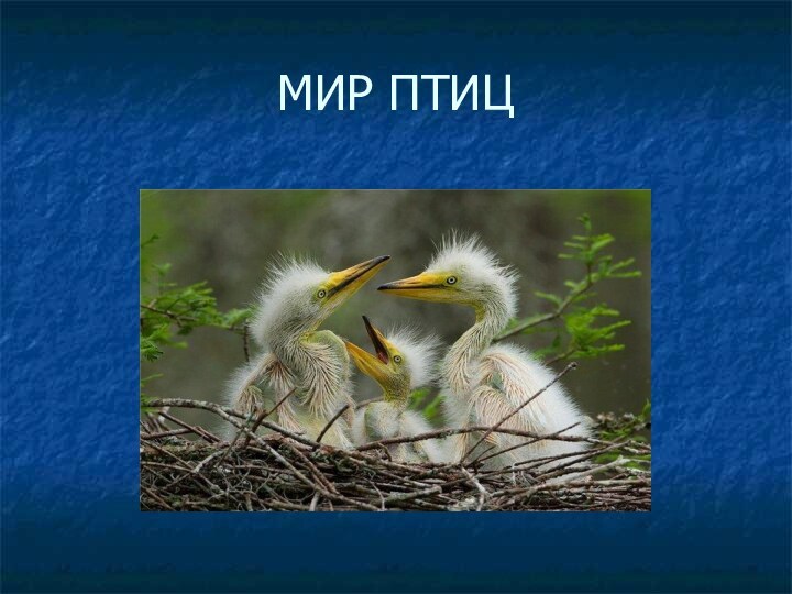 МИР ПТИЦ