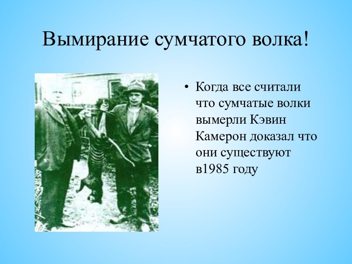 Вымирание сумчатого волка!Когда все считали что сумчатые волки вымерли Кэвин Камерон доказал