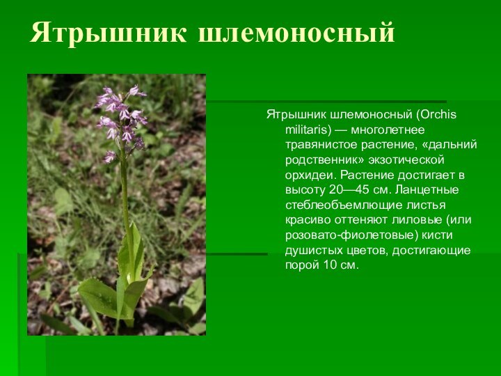 Ятрышник шлемоносныйЯтрышник шлемоносный (Orchis militaris) — многолетнее травянистое растение, «дальний родственник» экзотической орхидеи.