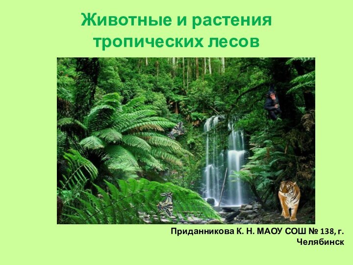 Животные и растения тропических лесовПриданникова К. Н. МАОУ СОШ № 138, г. Челябинск
