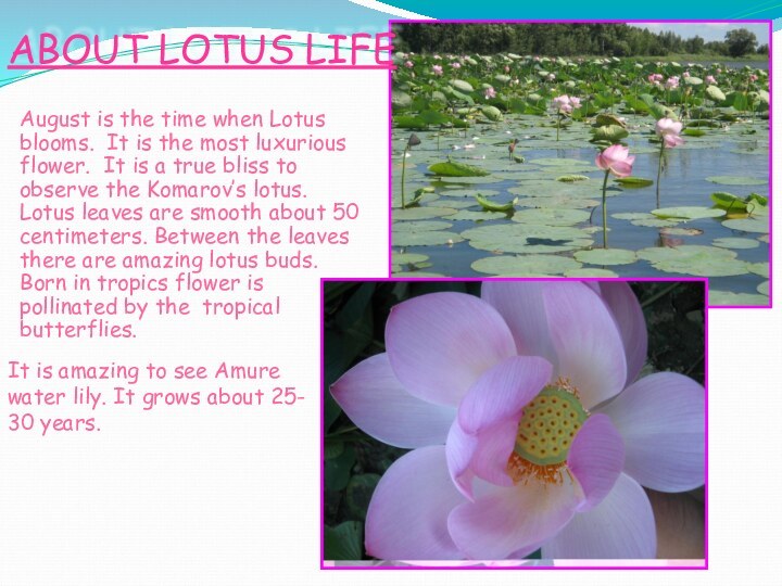 August is the time when Lotus blooms. It is the most luxurious