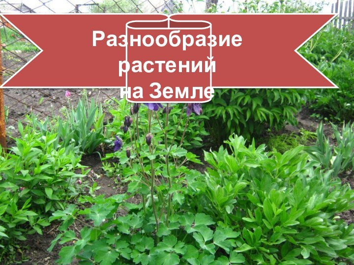 Разнообразие растений  на Земле