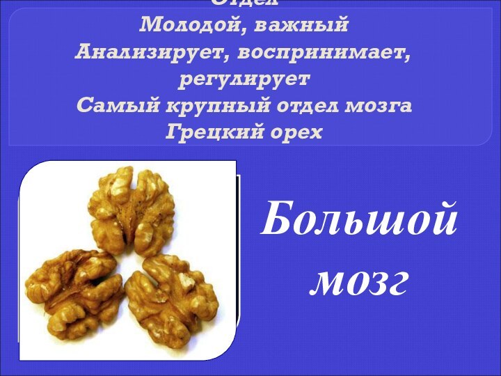 Отдел Молодой, важный Анализирует, воспринимает, регулирует Самый крупный отдел мозга Грецкий орехБольшой мозг