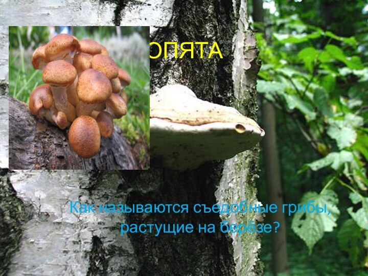 ОПЯТАКак называются съедобные грибы, растущие на берёзе?