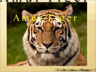 Amur Tiger