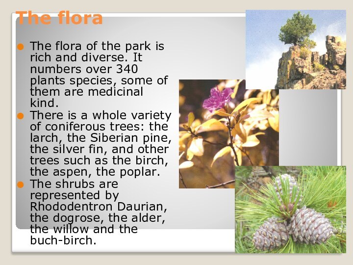 The floraThe flora of the park is rich and diverse. It numbers