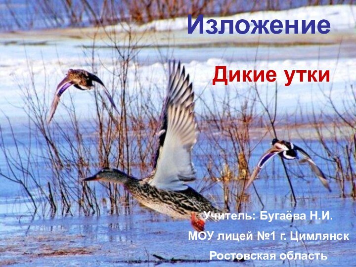 ИзложениеДикие уткиУчитель: Бугаёва Н.И.МОУ лицей №1 г. Цимлянск Ростовская область