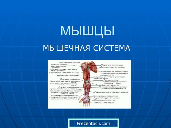 МЫШЦЫМЫШЕЧНАЯ СИСТЕМАPrezentacii.com