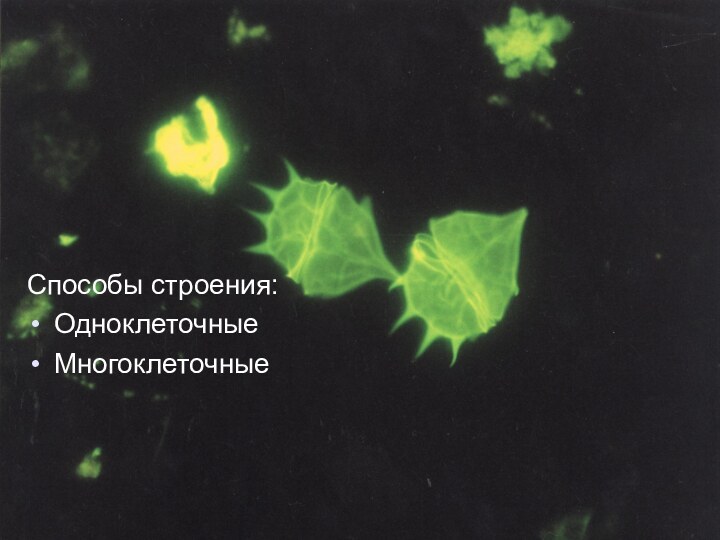 Способы строения:ОдноклеточныеМногоклеточные