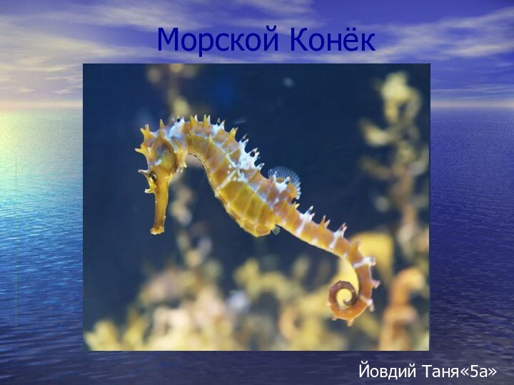 Морской КонёкЙовдий Таня«5а»