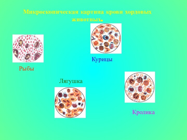 Микроскопическая картина крови хордовых животных.РыбыЛягушкаКурицыКролика