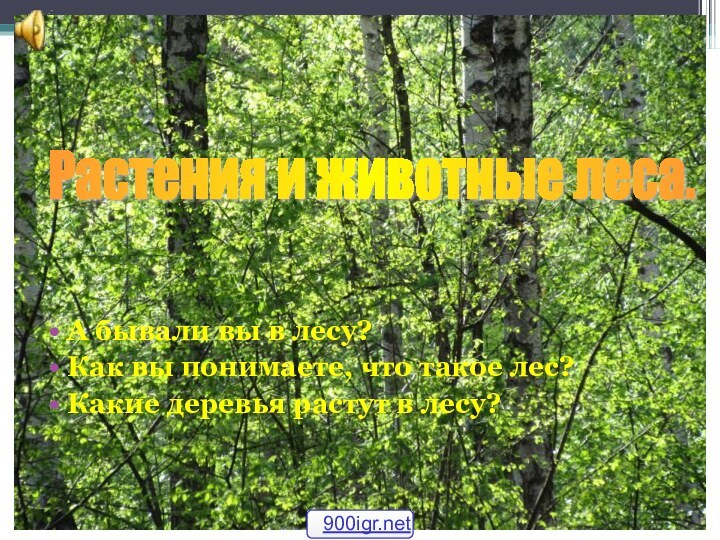 А бывали вы в лесу?Как вы понимаете, что такое лес?Какие деревья растут