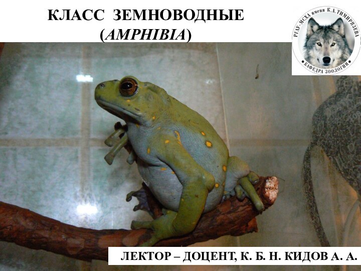 КЛАСС ЗЕМНОВОДНЫЕ (AMPHIBIA)ЛЕКТОР – ДОЦЕНТ, К. Б. Н. КИДОВ А. А.