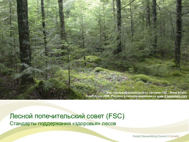 Лесной попечительский совет (FSC) Стандарты поддержания «здоровья» лесовЛес, сертифицированный по системе FSC