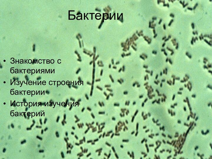 БактерииЗнакомство с бактериямиИзучение строения бактерииИстория изучения бактерий