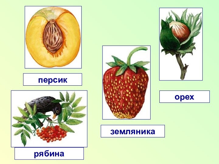 персикрябиназемляникаорех