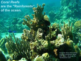 Coral Reefs