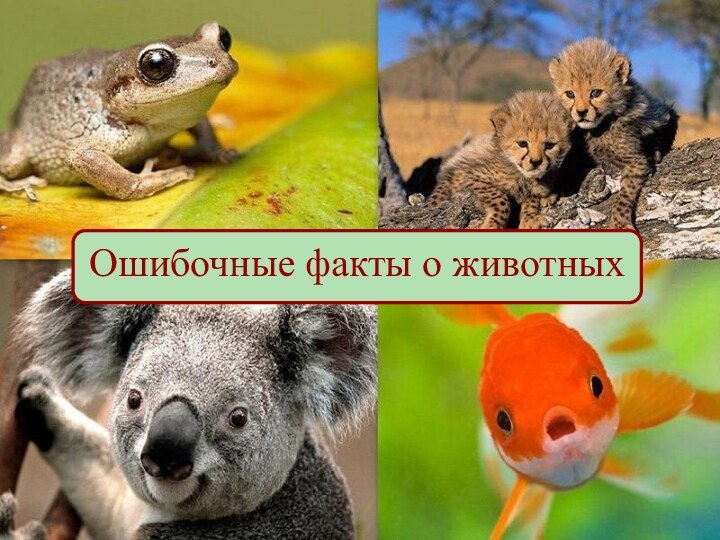 Ошибочные факты о животных