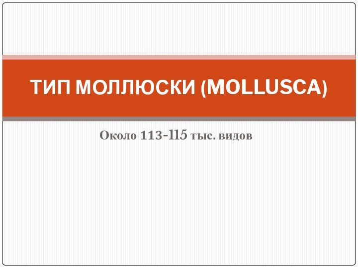 Около 113-115 тыс. видовТИП МОЛЛЮСКИ (MOLLUSCA)