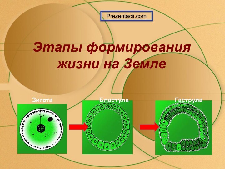 Этапы формирования жизни на ЗемлеPrezentacii.com