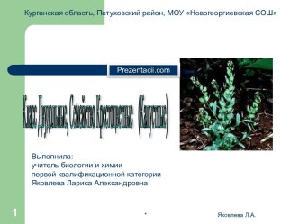 Класс Двудольные, Семейство Крестоцветные