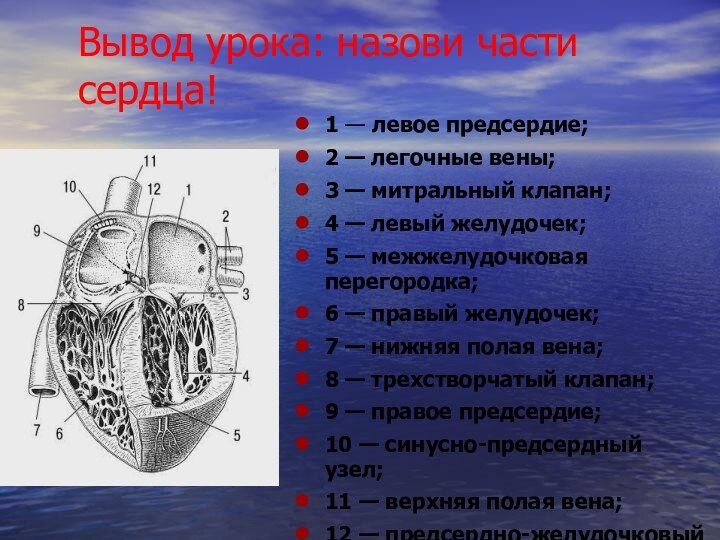 Вывод урока: назови части сердца!1 — левое предсердие; 2 — легочные вены;