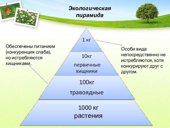 1000 кграстенияОбеспечены питанием (конкуренция слаба), но истребляются хищниками.Особи вида непосредственно не истребляются,