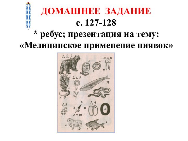 ДОМАШНЕЕ ЗАДАНИЕс. 127-128* ребус; презентация на тему: «Медицинское применение пиявок»