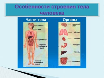 Особенности строения тела человека