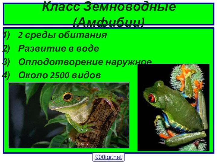 Класс Земноводные (Амфибии)2 среды обитанияРазвитие в водеОплодотворение наружноеОколо 2500 видов