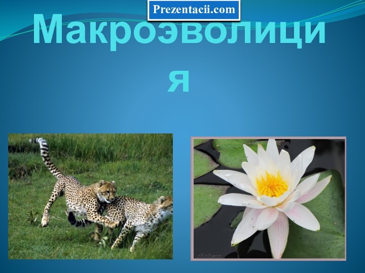 Макроэволиция  Prezentacii.com