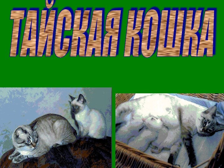 ТАЙСКАЯ КОШКА